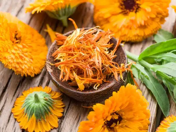 depositphotos 125845302 stock photo calendula or marigold flowers on